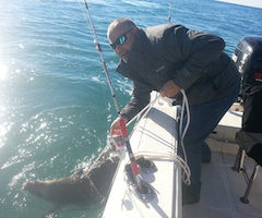 Pescan ¡dos jabalís en medio del mar! en Tamarit